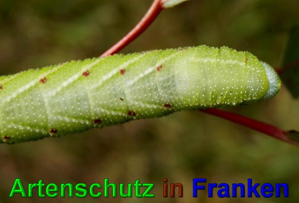Copyright AiS- Albert Meier Bild zum Eintrag (49735-160)