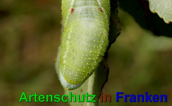 Copyright AiS- Albert Meier Bild zum Eintrag (49736-160)