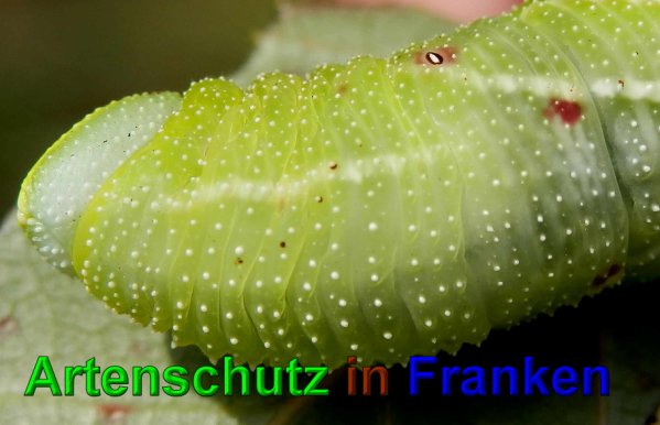 Copyright AiS- Albert Meier Bild zum Eintrag (49737-160)