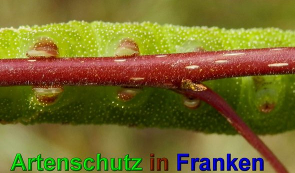 Copyright AiS- Albert Meier Bild zum Eintrag (49738-160)