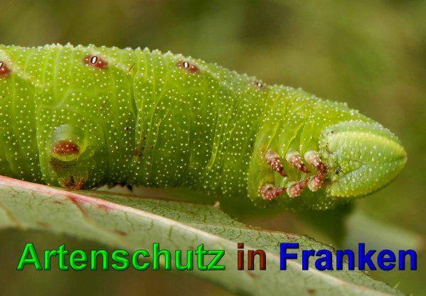 Copyright AiS- Albert Meier Bild zum Eintrag (49739-160)