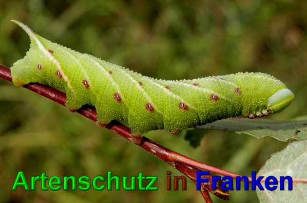 Copyright AiS- Albert Meier Bild zum Eintrag (49743-160)