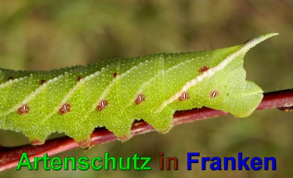 Copyright AiS- Albert Meier Bild zum Eintrag (49745-160)