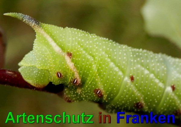 Copyright AiS- Albert Meier Bild zum Eintrag (49746-160)