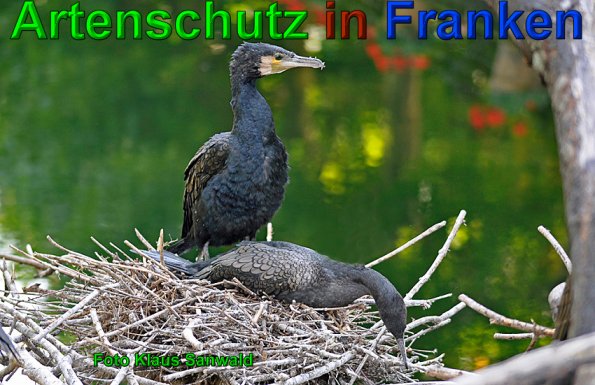 Copyright AiS-Klaus Sanwald Bild zum Eintrag (49751-160)