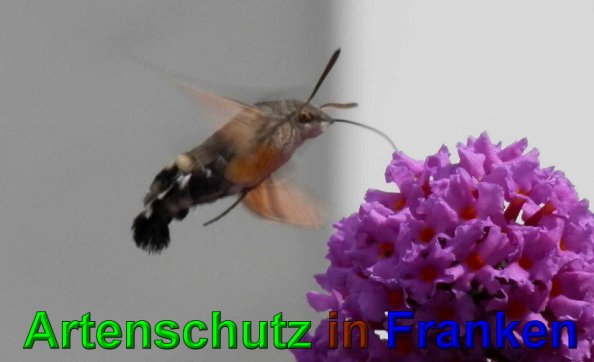 Copyright AiS- Albert Meier Bild zum Eintrag (49865-160)