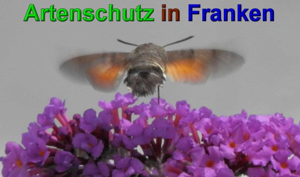 Copyright AiS- Albert Meier Bild zum Eintrag (49866-160)