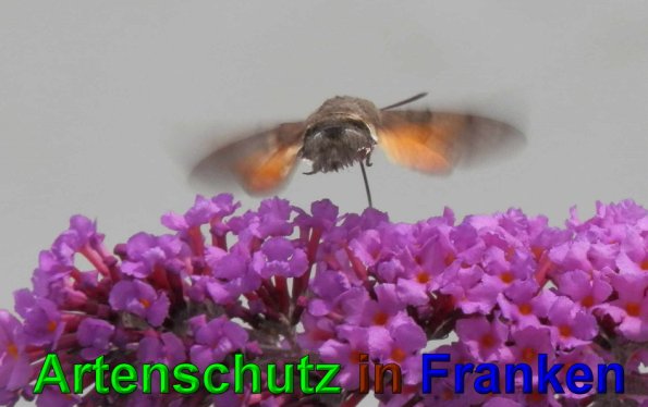 Copyright AiS- Albert Meier Bild zum Eintrag (49867-160)