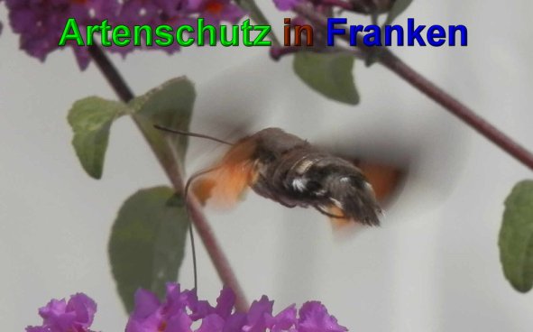 Copyright AiS- Albert Meier Bild zum Eintrag (49868-160)