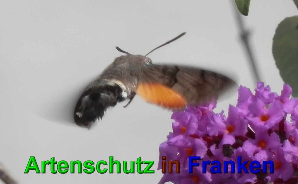 Copyright AiS- Albert Meier Bild zum Eintrag (49869-160)