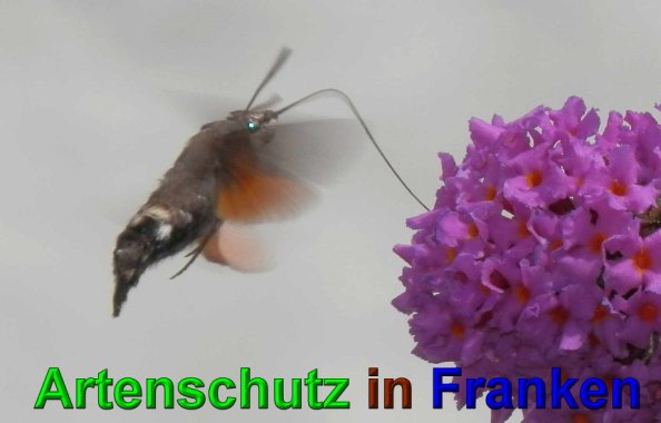 Copyright AiS- Albert Meier Bild zum Eintrag (49870-160)