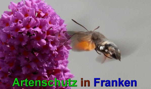Copyright AiS- Albert Meier Bild zum Eintrag (49871-160)