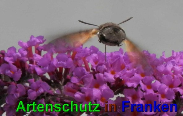 Copyright AiS- Albert Meier Bild zum Eintrag (49872-160)