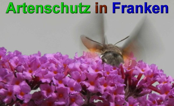 Copyright AiS- Albert Meier Bild zum Eintrag (49873-160)