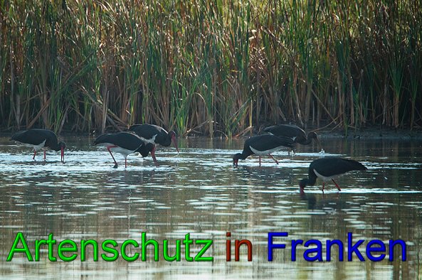 Copyright AiS- Ulrich Rösch Bild zum Eintrag (49881-160)