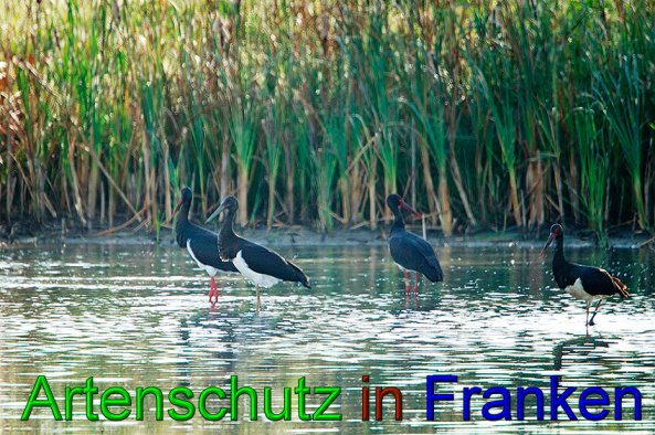 Copyright AiS- Ulrich Rösch Bild zum Eintrag (49882-160)