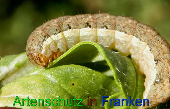 Copyright AiS- Albert Meier Bild zum Eintrag (49899-160)