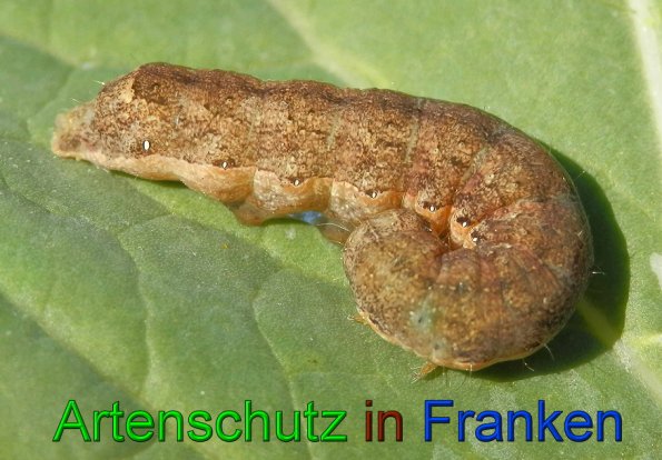 Copyright AiS- Albert Meier Bild zum Eintrag (49900-160)