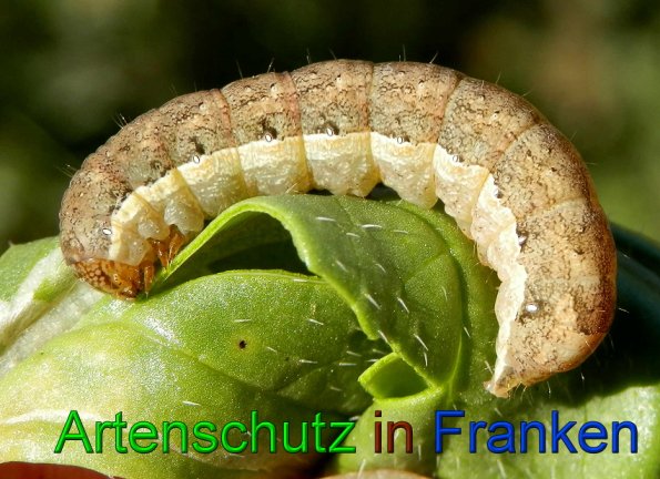 Copyright AiS- Albert Meier Bild zum Eintrag (49901-160)