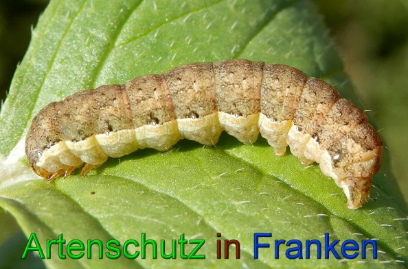 Bild zum Eintrag (49903-160)