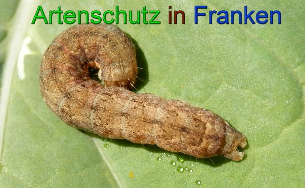 Bild zum Eintrag (49904-160)