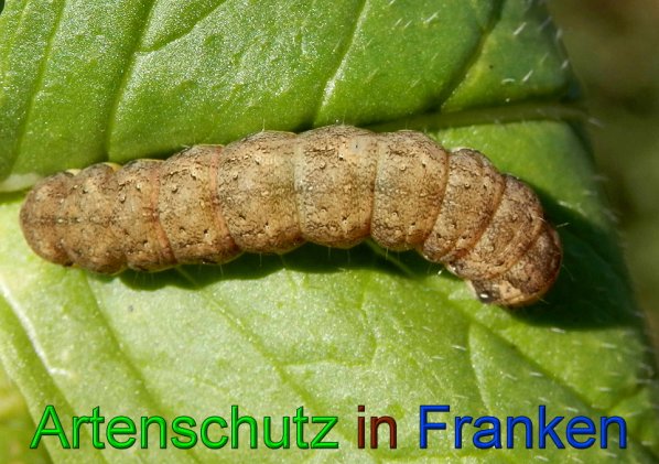 Bild zum Eintrag (49906-160)