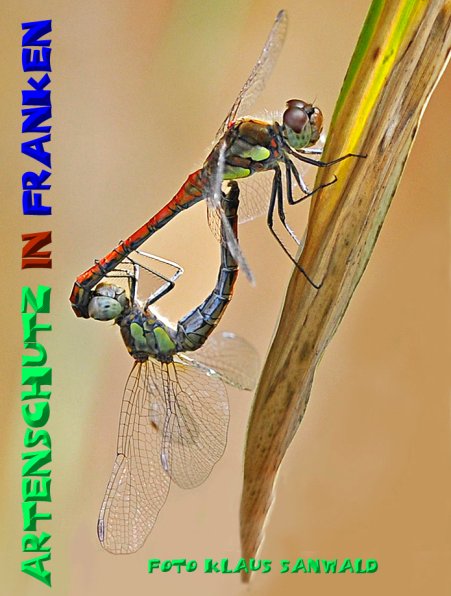 Copyright AiS - Klaus Sanwald Bild zum Eintrag (50171-160)