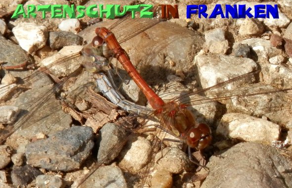 Copyright AiS - Klaus Sanwald Bild zum Eintrag (50172-160)