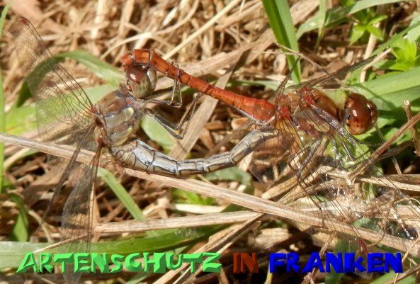 Copyright AiS - Klaus Sanwald Bild zum Eintrag (50173-160)