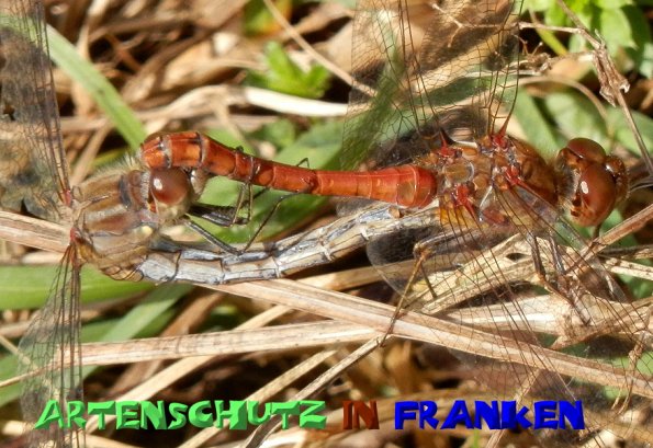 Copyright AiS - Klaus Sanwald Bild zum Eintrag (50174-160)