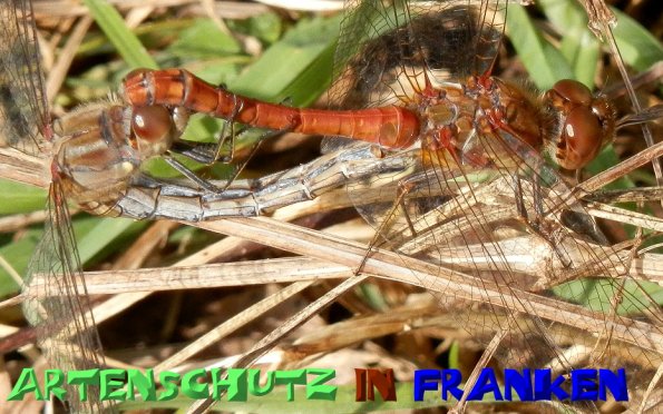Copyright AiS-Klaus Sanwald Bild zum Eintrag (50175-160)