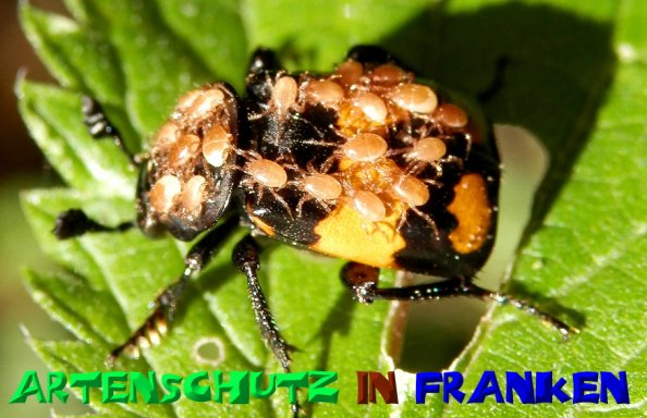 Copyright AiS- Albert Meier Bild zum Eintrag (50192-160)