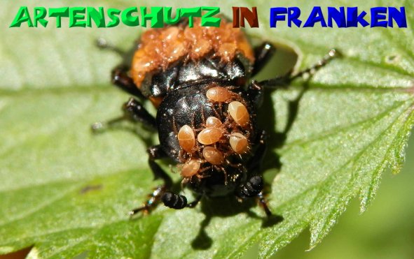 Copyright AiS- Albert Meier Bild zum Eintrag (50193-160)