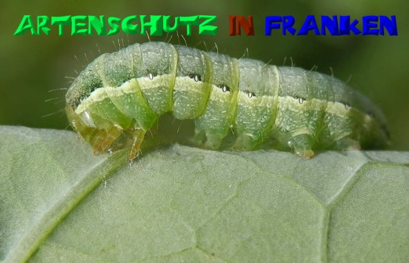 Bild zum Eintrag (50233-160)