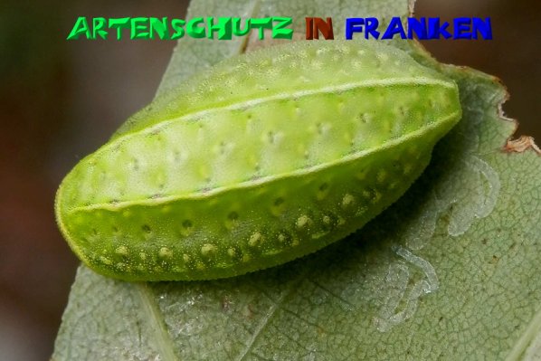 Bild zum Eintrag (50247-160)