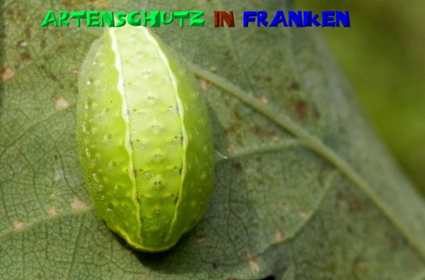 Copyright AiS- Albert Meier Bild zum Eintrag (50248-160)