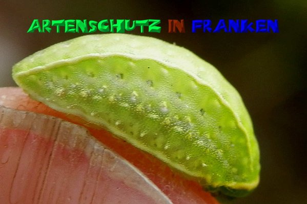 Bild zum Eintrag (50251-160)