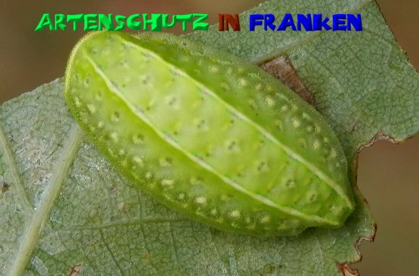 Bild zum Eintrag (50252-160)