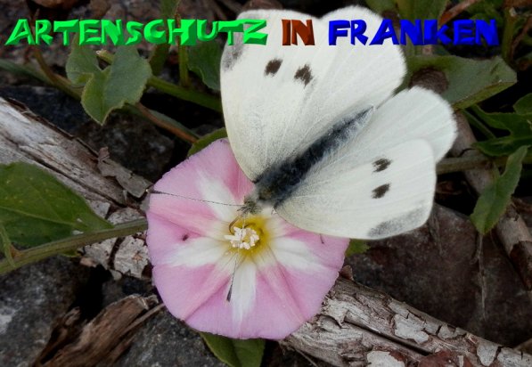 Copyright AiS- Albert Meier Bild zum Eintrag (50269-160)