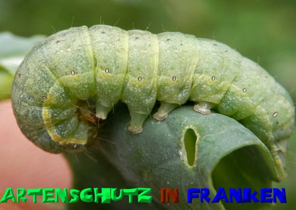 Bild zum Eintrag (50283-160)
