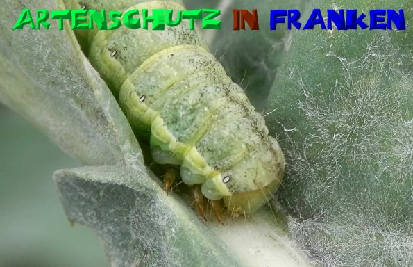 Bild zum Eintrag (50285-160)