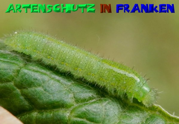 Copyright AiS- Albert Meier Bild zum Eintrag (50289-160)