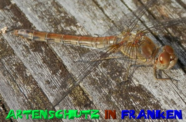 Copyright AiS- Albert Meier Bild zum Eintrag (50301-160)