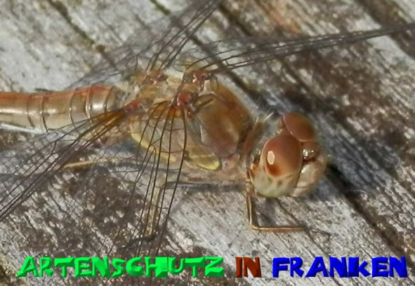 Copyright AiS- Albert Meier Bild zum Eintrag (50304-160)
