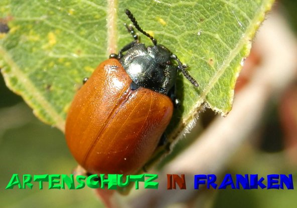 Copyright AiS- Albert Meier Bild zum Eintrag (50307-160)