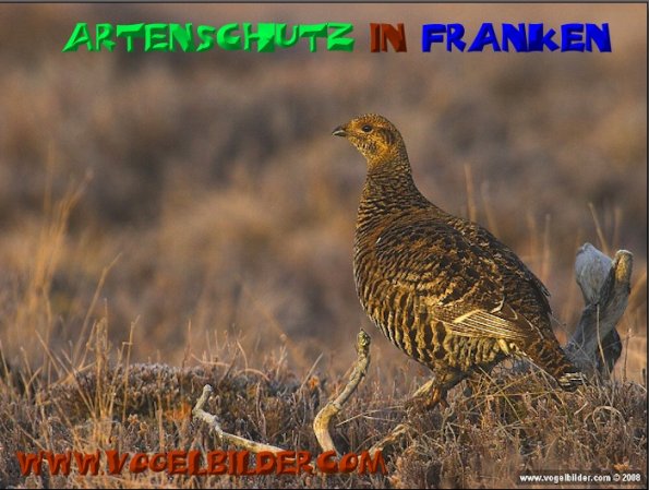 Copyright AiS - Werner Oppermann - www.vogelbilder.com Bild zum Eintrag (50439-160)