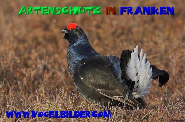 Copyright AiS - Werner Oppermann - www.vogelbilder.com Bild zum Eintrag (50440-160)