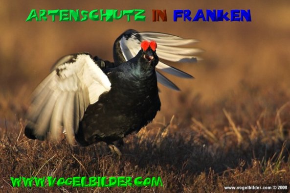 Copyright AiS - Werner Oppermann - www.vogelbilder.com Bild zum Eintrag (50443-160)