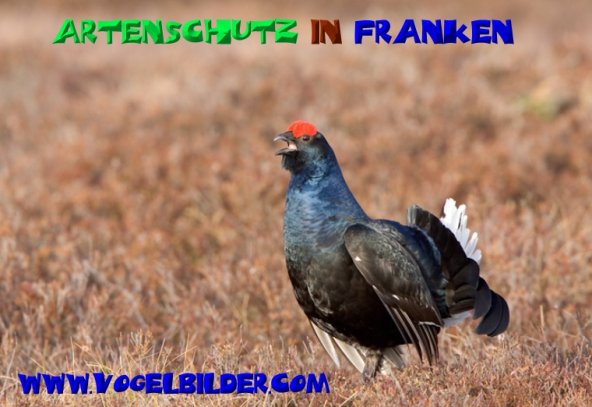 Copyright AiS - Werner Oppermann - www.vogelbilder.com Bild zum Eintrag (50444-160)