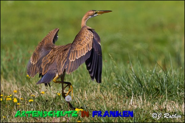 Copyright AiS - Johannes Rother Bild zum Eintrag (50476-160)
